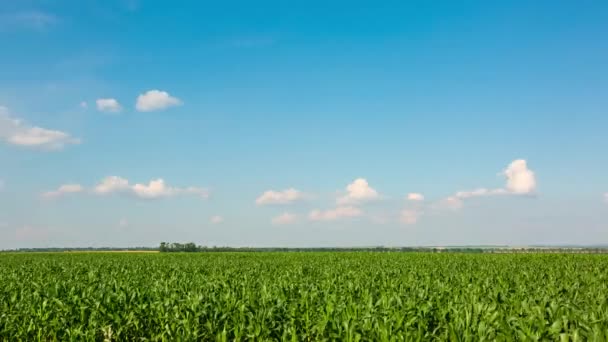 Zielone Pole Kukurydzy Lecie Pięknymi Chmurami Upływ Czasu — Wideo stockowe