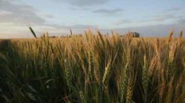 Yazın gün batımında sakin bir havada bir tarlada buğday uzun kulaklar.