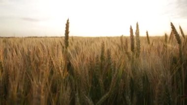 Yaz günbatımında bir tarlada buğday uzun kulaklar
