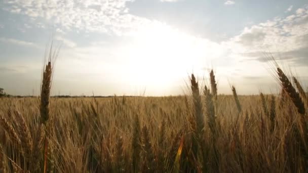Желтая Пшеница Поле Закате — стоковое видео