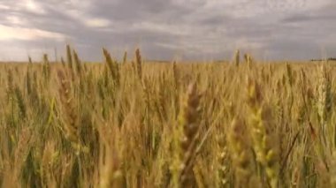 Bulutlu yaz havasında büyük bir tarlada buğday başakları