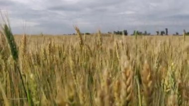 Bulutlu bir günde yazın sarı buğday tarlasında yürü