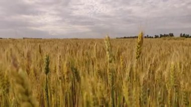 Sarı buğday tarlasında yürüyorum