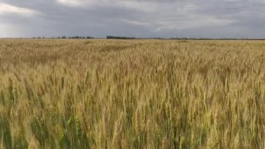Yazın sarı dikenli geniş buğday tarlası