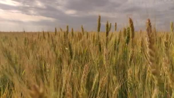 Kolce Pszenicy Dużym Polu Pochmurną Pogodę — Wideo stockowe