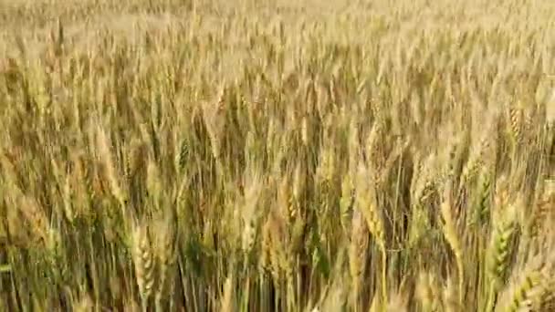 Caminando Campo Trigo Amarillo Verano — Vídeo de stock