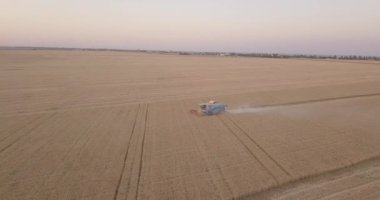 Gün batımında çalışan hasatçının yanında uçmak.