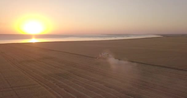 Fliegen Einen Mähdrescher Der Bei Sonnenuntergang Weizen Mäht — Stockvideo