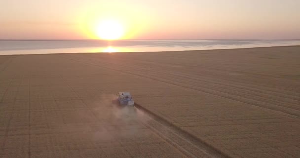Velká Kombinovat Sečení Pšenice Při Západu Slunce Moře — Stock video