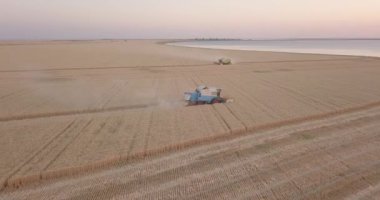Gün batımında iki buğday biçilecek.