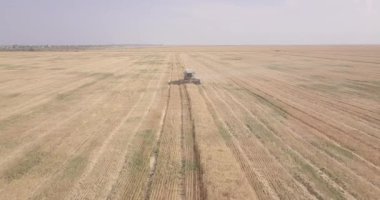 Tarlada hamur buğdayını birleştirin