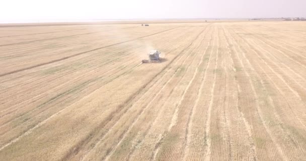 小麦粉の大規模なフィールドを組み合わせる — ストック動画