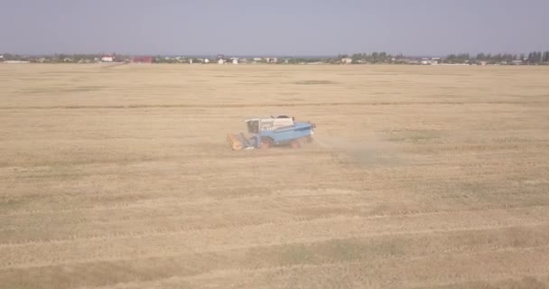 熟した小麦を刈る結合物の周りを飛ぶ — ストック動画