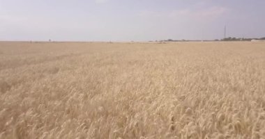 Olgun buğday tarlasının üzerinde uçuyor