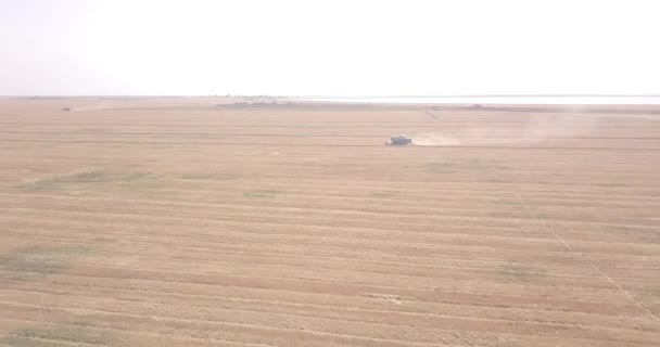 小麦の収穫時に畑を飛び越える — ストック動画