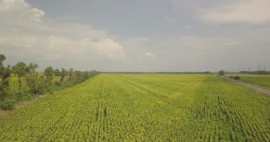 Ayçiçeği alanın üzerine uçuş