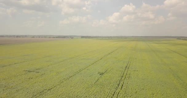 広大なひまわり畑の空中風景 — ストック動画