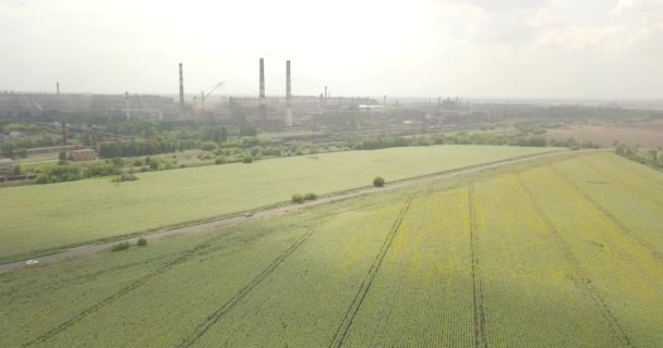 Metallurgische Anlage Und Ein Sonnenblumenfeld Aus Der Höhe — Stockvideo