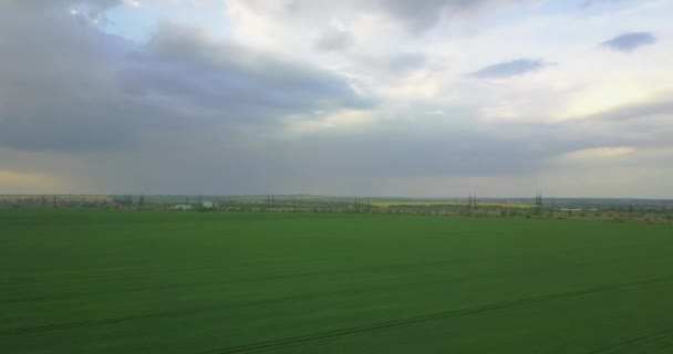 Gran Campo Verde Trigo Desde Una Altura Vuelo — Vídeo de stock
