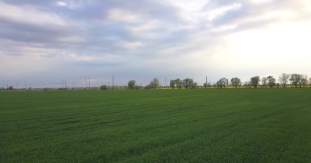Abend Über Ein Grünes Weizenfeld Fliegen — Stockvideo