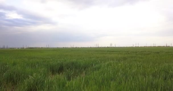Nízký Let Nad Zeleným Polem Pšenice — Stock video