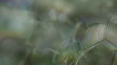 Makro görünümde bir sürü sabun köpüğü ve renk transfüzyonu