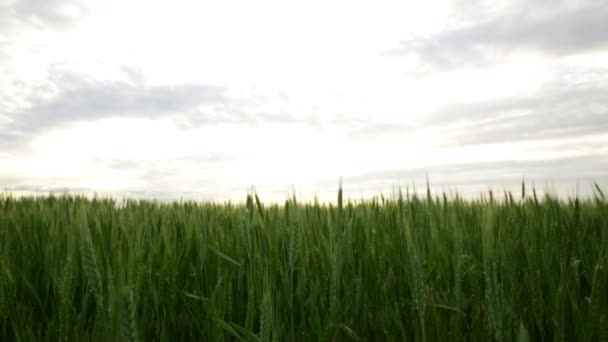 Egy Nagy Mező Zöld Búza Szél Esténként — Stock videók