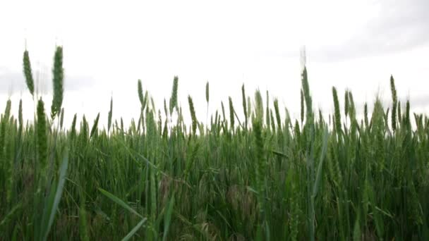 Большое Поле Зеленой Пшеницы Ветер — стоковое видео