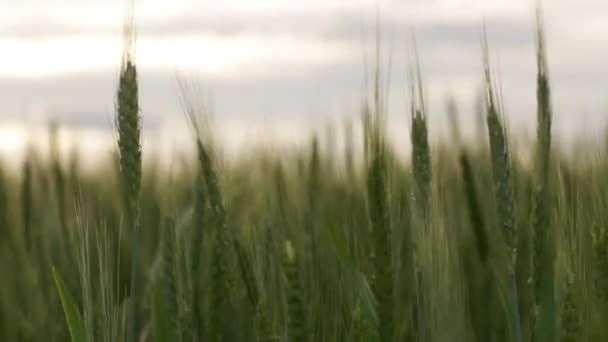 Orecchie Grano Verde Chiudono Sul Campo Tramonto — Video Stock