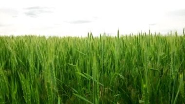 alan bahar yeşil buğday