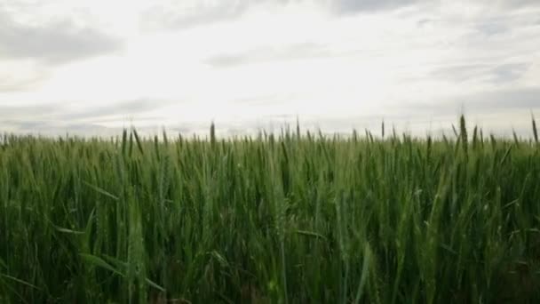 Tarlada Yeşil Buğday Kulakları — Stok video