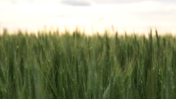Зеленые Колосья Пшеницы Перемешиваются Ветру Вечером — стоковое видео