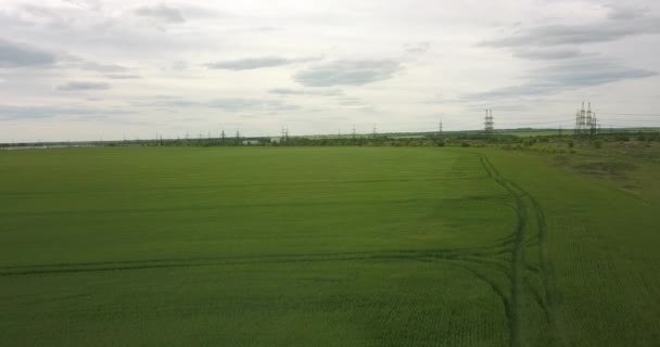 Ein Großes Grünes Weizenfeld Aus Der Höhe — Stockvideo