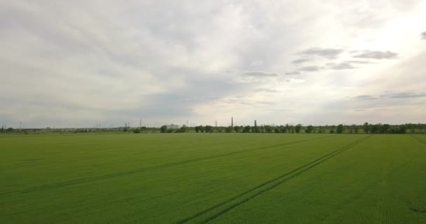 緑の小麦 ドローンの大規模なフィールド上で離陸し — ストック動画