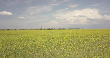 Yükseklerden güzel ayçiçeği tarlası