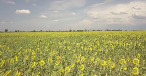 Latanie Nad Polem Pięknego Żółtego Słonecznika — Wideo stockowe