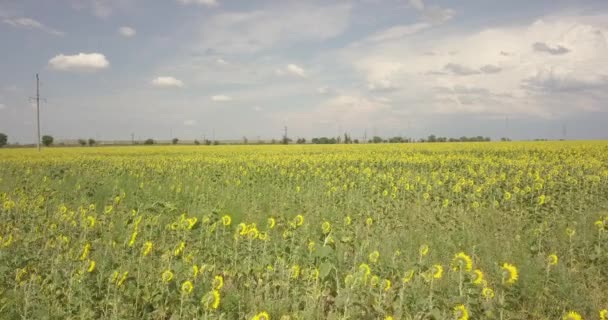 Flug Über Ein Schönes Sonnenblumenfeld — Stockvideo