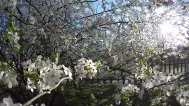 Parkta çiçek açan beyaz ağaç ve bahar güneşi