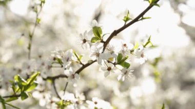 Öğleden sonra beyaz ve narin çiçeklerle dolu bir dal.