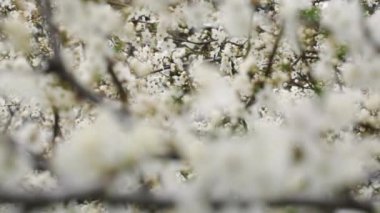 Ağaçta bir sürü beyaz çiçek olan bulanık arkaplan