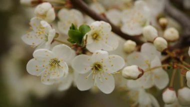Baharın başında bir ağaçta çiçekler