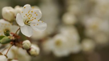 Ağaçtaki çiçekler güçlü bir rüzgarla sallanır.
