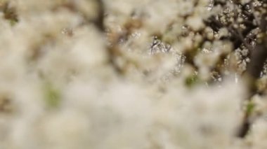 Arka planda bulanık bir ağaçta bir sürü beyaz çiçek