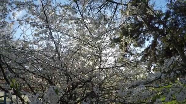 Ανθισμένο Λευκό Δέντρο Και Ήλιος Στο Πάρκο — Αρχείο Βίντεο