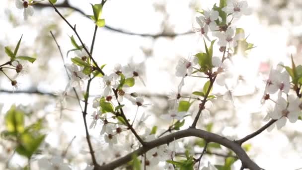 Ramo Com Flores Brancas Delicadas Início Tarde Primavera — Vídeo de Stock