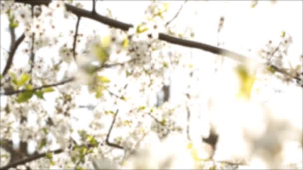 Arbre Aux Nombreuses Couleurs Floues Par Temps Ensoleillé — Video