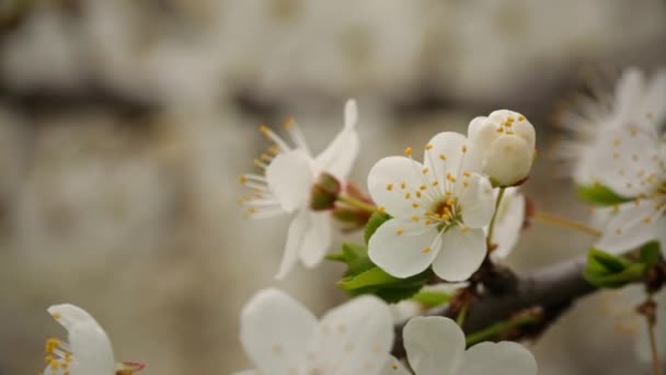 Belas Flores Brancas Uma Árvore Primavera — Vídeo de Stock