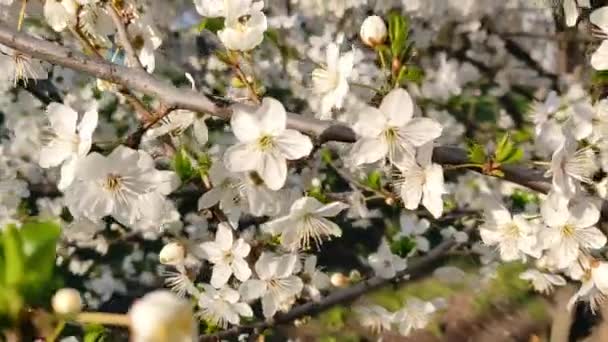Grand Arbre Fleurs Blanches Dans Parc Printanier — Video