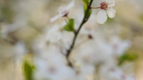 Розмитий Фон Багато Ніжних Квітів Дереві — стокове відео