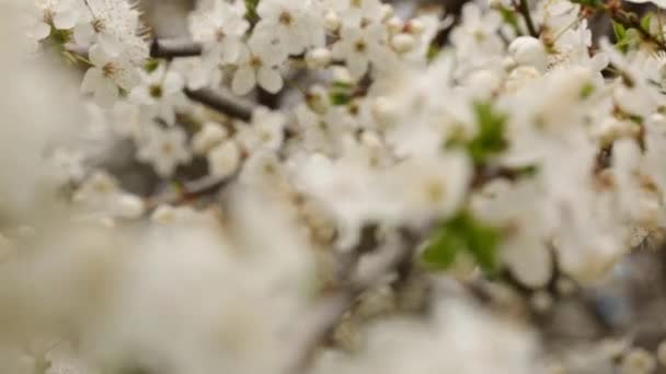 Розмитий Фон Багатьма Білими Квітами Весняній Ялинці — стокове відео